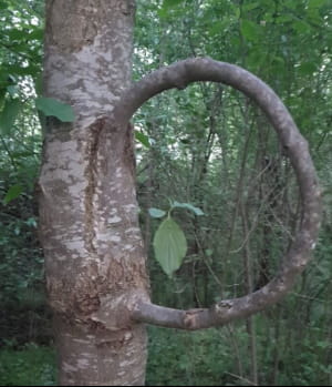 дивовижні явища природи, у які неможливо повірити