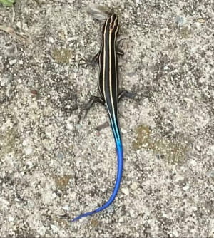 дивовижні явища природи, у які неможливо повірити