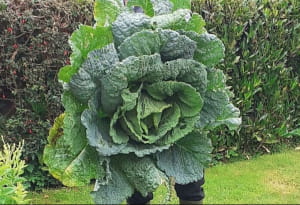 дивовижні явища природи, у які неможливо повірити