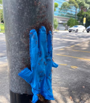 дивовижні явища природи, у які неможливо повірити