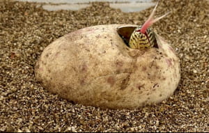 Комодські варани