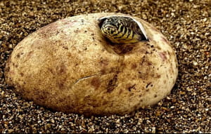 Комодські варани