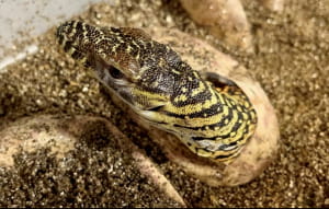 Комодські варани