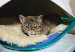 Кішка на прізвисько Шер 