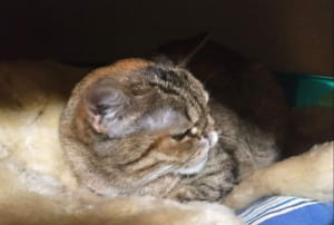 Кішка на прізвисько Шер 