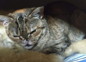 Кішка на прізвисько Шер 