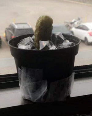 фотографії людей, які знають, як розсмішити своїх колег