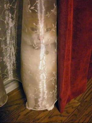 Где кот?
