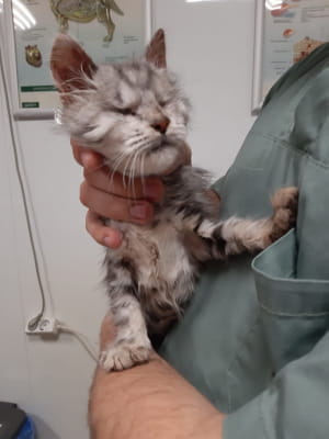 Котик Кримас