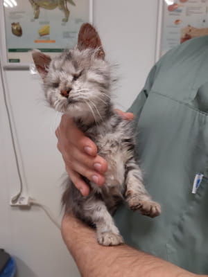 Котик Кримас