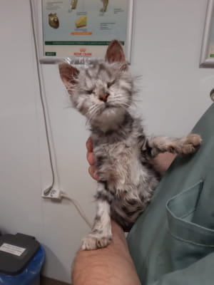 Котик Кримас