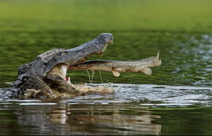 Забавные фото