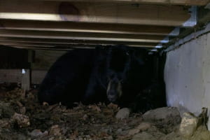 Ведмідь під будинком