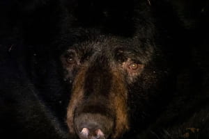 Ведмідь під будинком