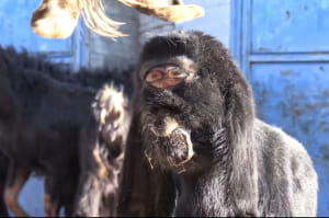 Козеня-мутант 