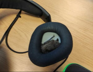 Кажан у гарнітурі 