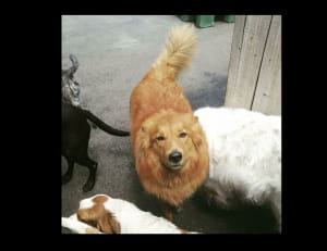 Коли працюєш у притулку для тварин і випадково забув там свого песика