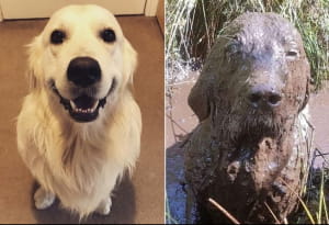 Кумедні собаки