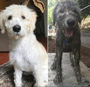 Кумедні собаки