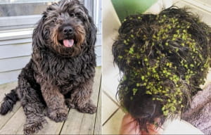 Кумедні собаки