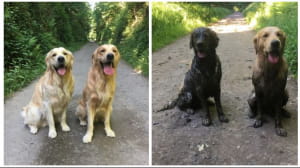 Кумедні собаки