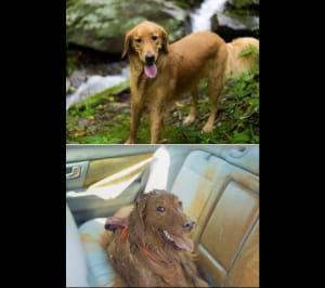 Кумедні собаки