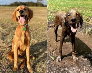 Кумедні собаки