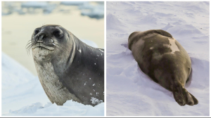 Самиця південного морського слона