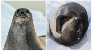 Самиця південного морського слона