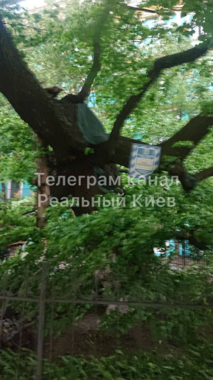 Липа Петра Могилы