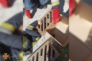 Спасение утят