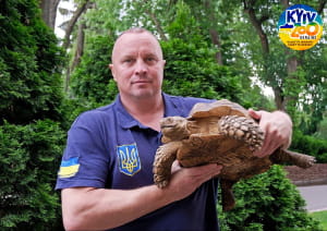 Черепахи