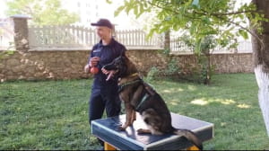 Обучение Фионы