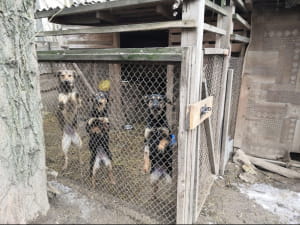 Притулок "Вірний друг"