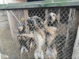 Притулок "Вірний друг"