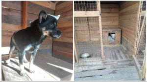 Притулок "Вірний друг"