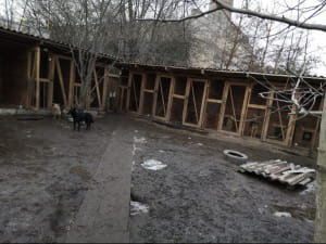 Притулок "Вірний друг"