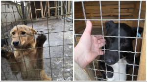 Притулок "Вірний друг"