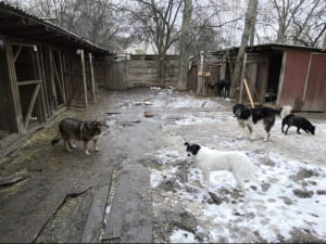 Притулок "Вірний друг"