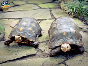 в Киевском зоопарке создали 19 новых пар