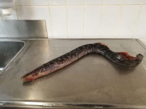 Морская минога