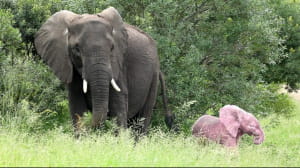 Унікальне слоненя
