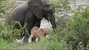 Унікальне слоненя