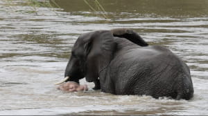 Унікальне слоненя