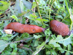 Arion vulgaris