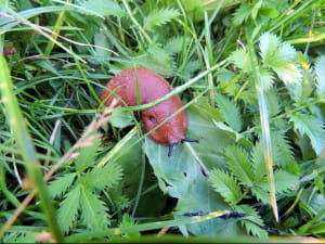 Arion vulgaris