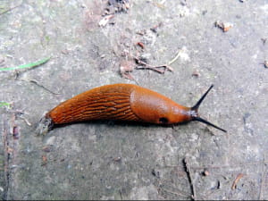Arion vulgaris