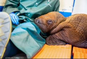 Дитинча моржа