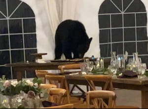 Фото з весілля