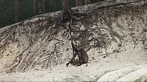 "Людина-вовк"